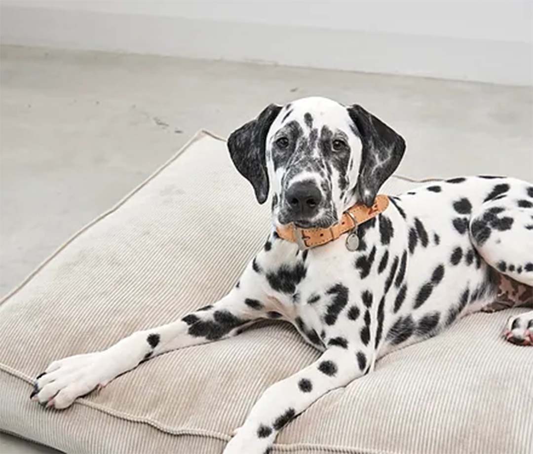 Cordo Cushion S Greige