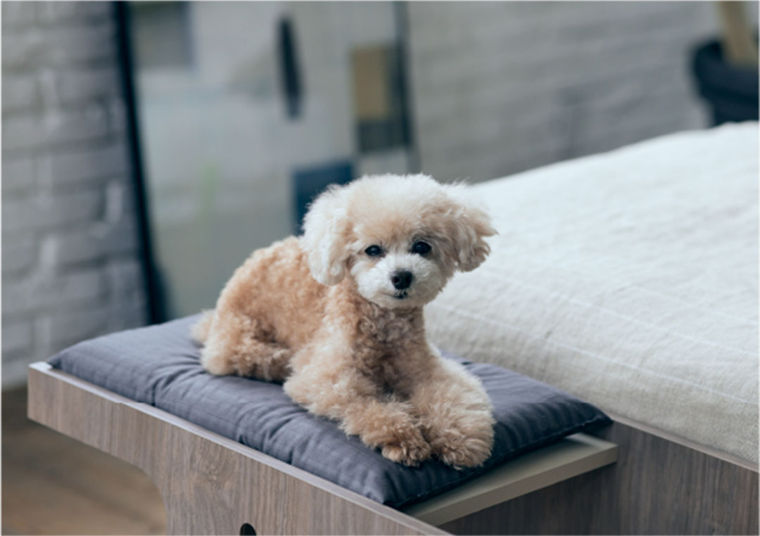 PE-01 ペットステップベンチ