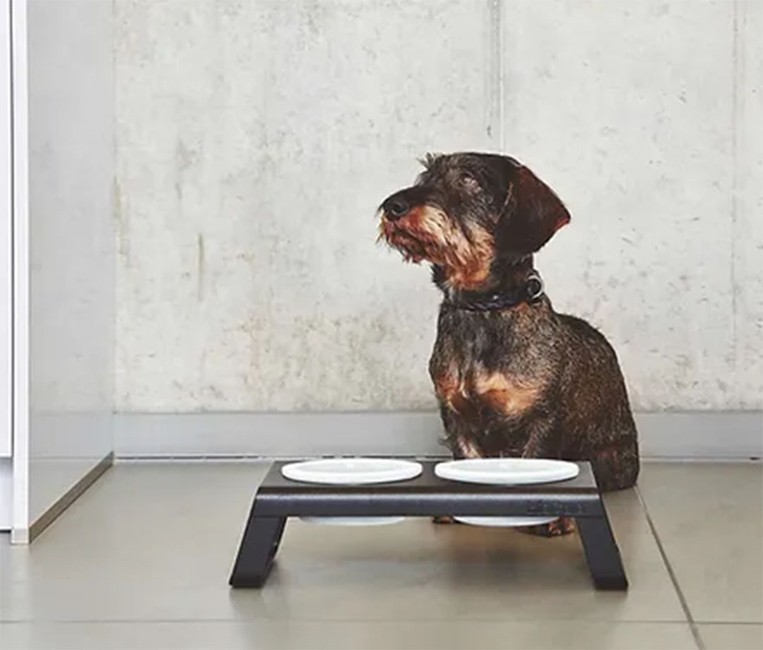 Desco Dog Feeder S White