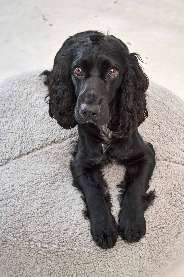 Senso Dog Pouffe SM Pebble