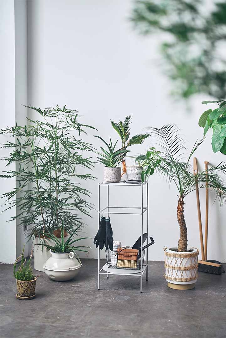 Antenna Plants Rack Ssize ブラック