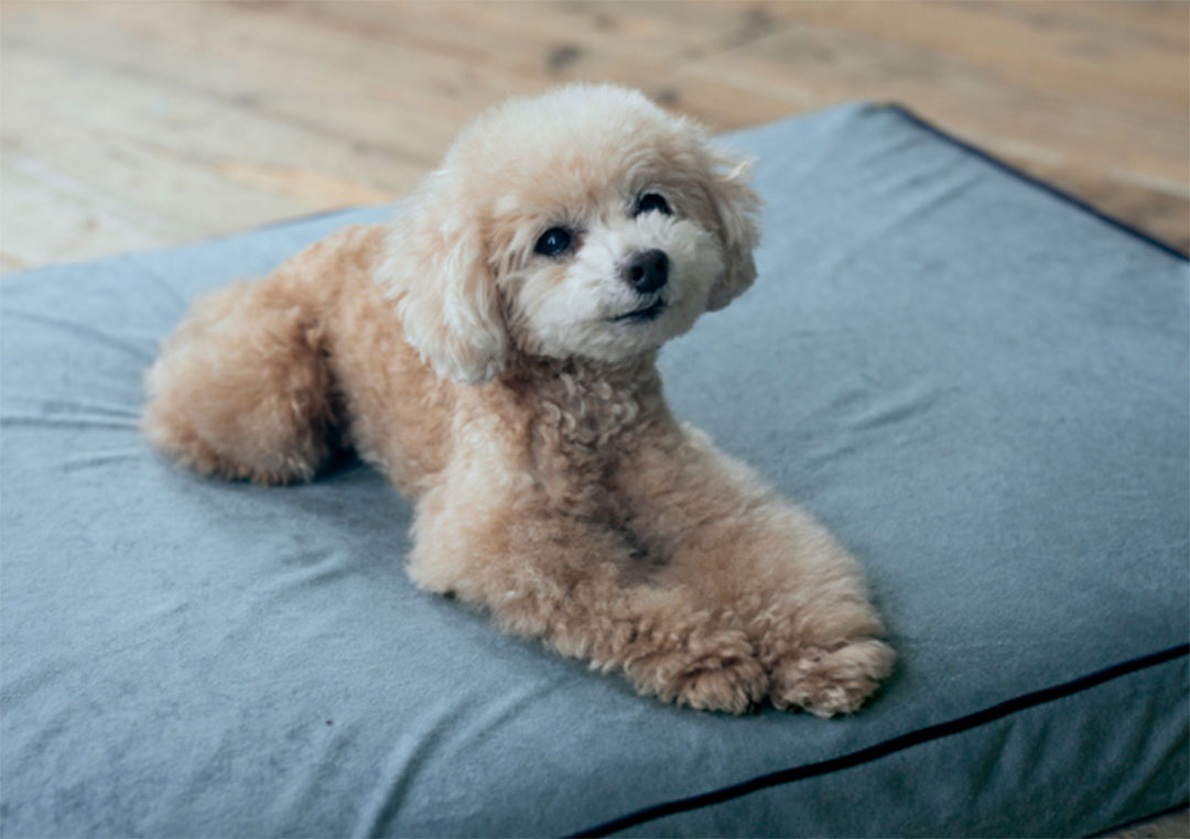 PE-11 ペットマットコージーイン M