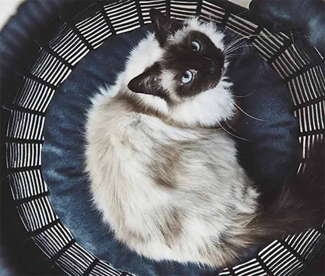 Perla Cat Cave (Basket) Natural