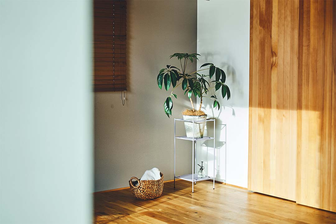 Antenna Plants Rack Ssize ブラック