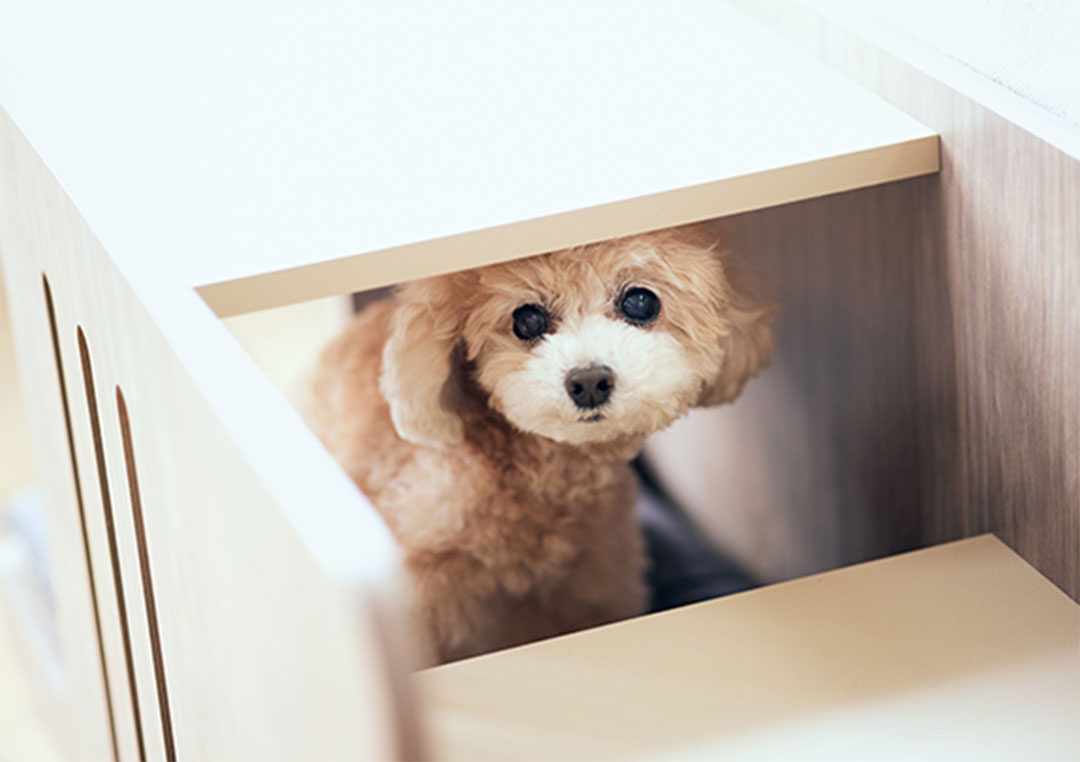 PE-01 ペットステップベンチ