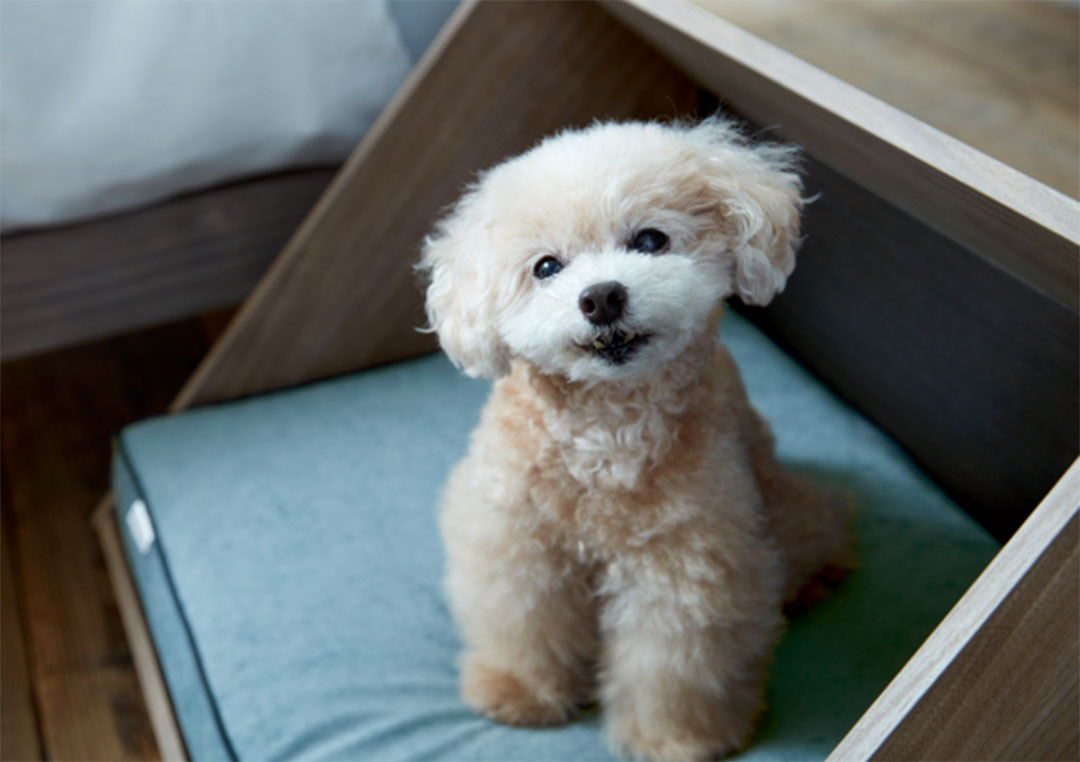 PE-08 ペットハウスステージイン