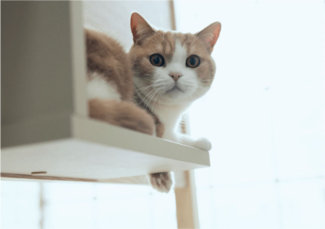 PE-10 キャットタワー ベッド S