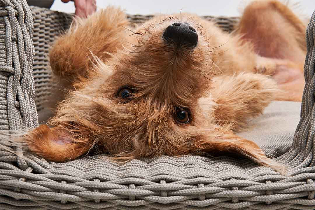 Mio Dog Basket M Anthracite