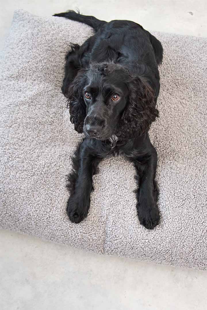 Senso Dog Cushion S Greige